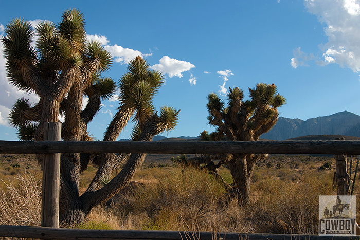 Two Joshua Trees photographed while Horseback Riding near las vegas in Red Rock Canyon at Cowboy Trail Rides